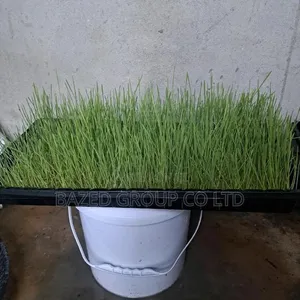 Hydroponics Tray
