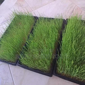 Hydroponics Tray - 2