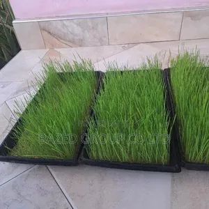 Hydroponics Tray - 4