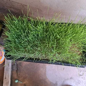 Hydroponics Tray