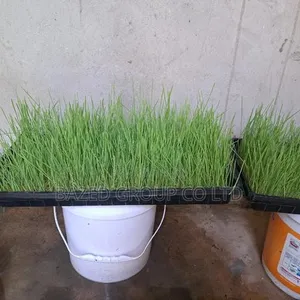 Hydroponics Tray - 3