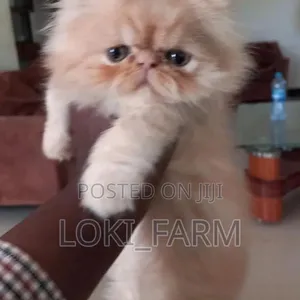 Purebred Persian Male Cat - 2