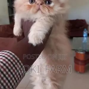 Purebred Persian Male Cat - 3