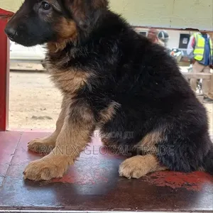 Binti Mbwa Mjerumani Aina ya German Shepherd