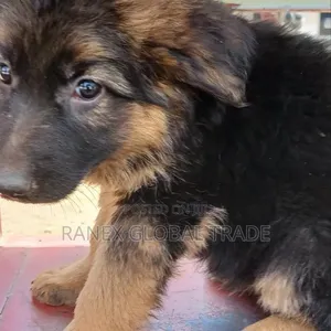 Female Purebred German Shepherd Puppy - 2