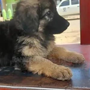 Female Purebred German Shepherd Puppy - 3