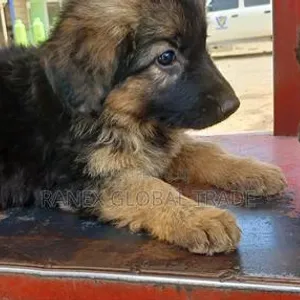 Female Purebred German Shepherd Puppy - 4