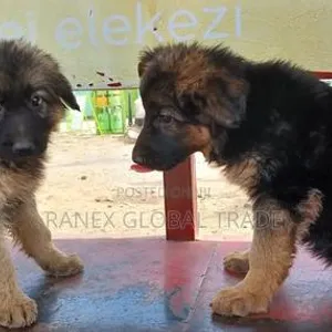 Female Purebred German Shepherd Puppy - 5