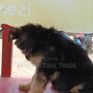 Female Purebred German Shepherd Puppy - 6