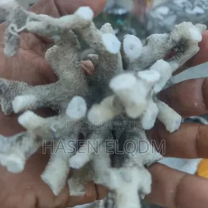 Coral Decoration for Aquarium and Home - 2