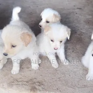 Male Mixed Breed Japanese Spitz Puppy