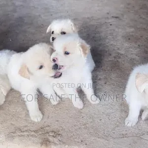 Mbwa Mdogo Dume Mchanganyiko wa Japanese Spitz - 2