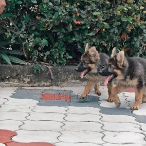 Female Purebred German Shepherd - 2