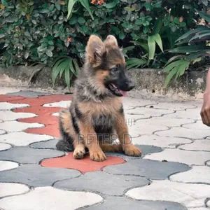 Female Purebred German Shepherd - 3