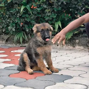 Female Purebred German Shepherd - 4