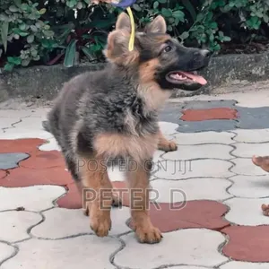 Female Purebred German Shepherd - 5