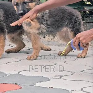 Female Purebred German Shepherd - 6