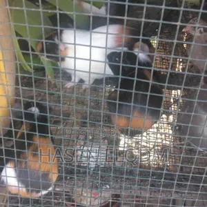 Guinea Pigs / Guinea Pig Kittens (Simbilisi)