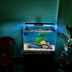 Aquarium yenye Samaki na Mapambo Kamili