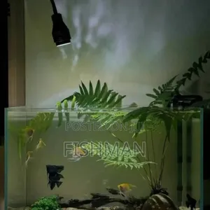 Aquarium yenye Samaki na Mapambo Kamili - 2