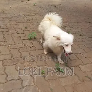 Mbwa Dume Aina ya American Eskimo Safi - 2