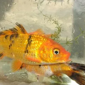 Koi Fish 5-inch Pair