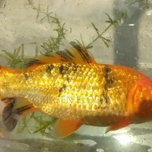 Koi Fish 5-inch Pair - 2