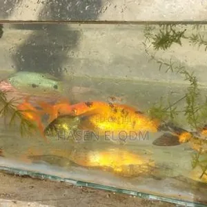 Koi Fish 5-inch Pair - 3