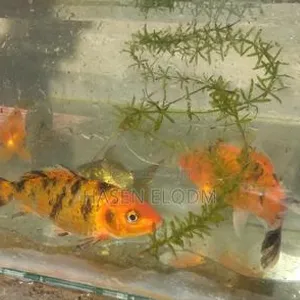 Koi Fish 5-inch Pair - 4