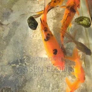 Koi Fish 5-inch Pair - 5