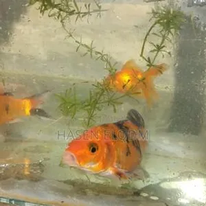Koi Fish 5-inch Pair - 6