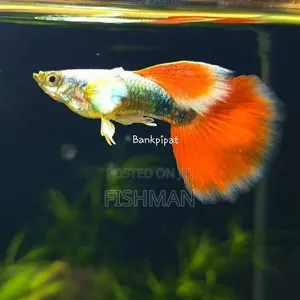 Angelfish