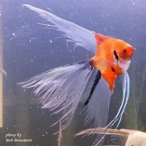 Angelfish - 2