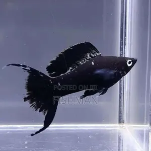 Angelfish - 3