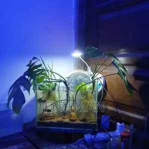 15 Liter Aquarium with Fish and Decorations