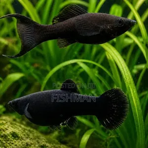 15 Liter Aquarium with Fish and Decorations - 2