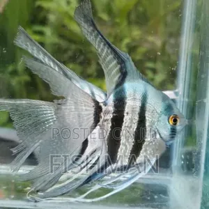 15 Liter Aquarium with Fish and Decorations - 3