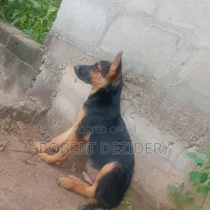 Purebred Male German Shepherd - 2