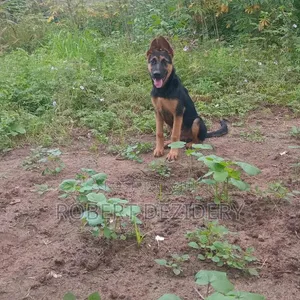 Purebred Male German Shepherd - 3