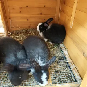 Healthy Young Rabbits for Sale