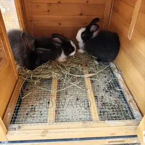 Healthy Young Rabbits for Sale - 2