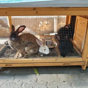 Healthy Young Rabbits for Sale - 3