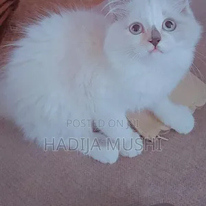 Female Mixed Breed Persian Kitten - 2