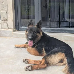 German Shepherd Dume Safi