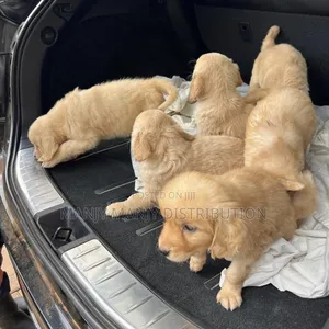 Female Purebred Golden Retriever Puppy