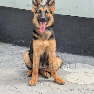 Purebred Female German Shepherd Puppy (3-6 Months) - 2