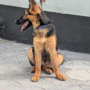 Purebred Female German Shepherd Puppy (3-6 Months) - 3