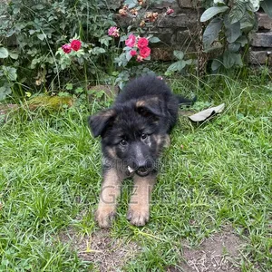 Female Purebred German Shepherd Puppy