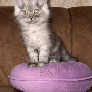 Purebred Persian Male Kitten - 2