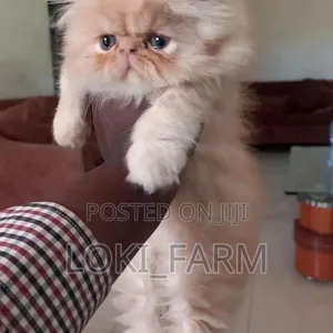 Purebred Persian Male Cat